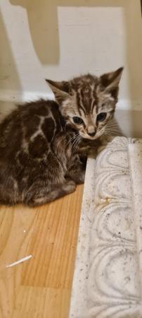 Image 5 of Last 2 DISCOUNTED PURE BENGAL KITTENS
