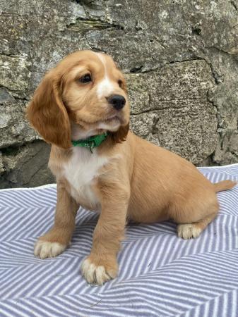 Image 1 of Gorgeous working cocker spaniels