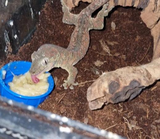 Image 3 of chahua gecko breeding pair