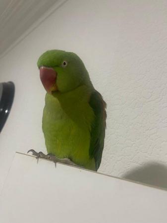 Image 2 of I am giving away my 10 months old female alexandrine parrot.