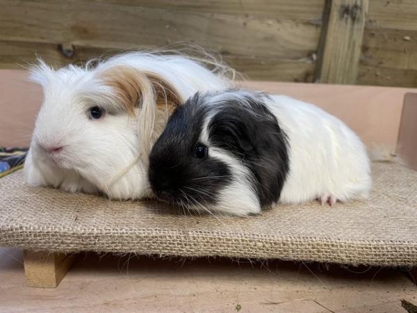 Image 9 of Long haired guinea pigs forsale