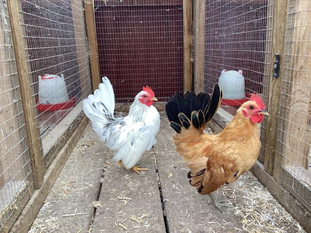 Preview of the first image of Serama bantams cockerels.