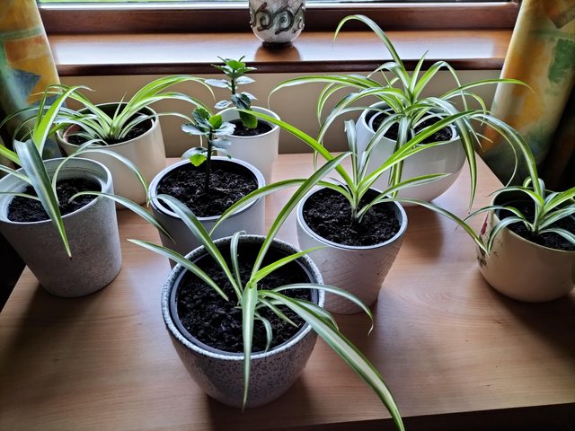 Preview of the first image of Indoor plants for sale. Easy care..