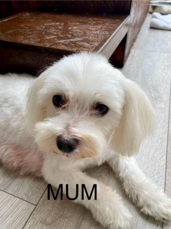 Image 3 of 'Miracle' Maltipoo Boy ready to go to a Loving Home  Only