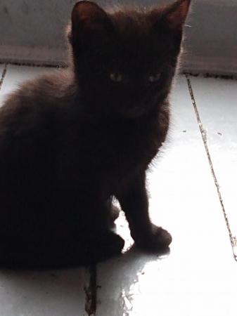 Image 9 of URGENT 2 female Black kittens Beautiful ready To Collect