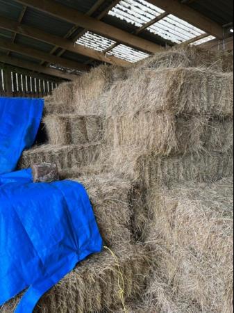 Image 2 of 2023 Small Bale Organic Hay (barn clearance)