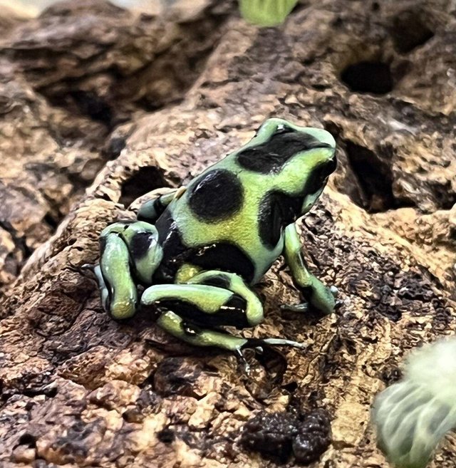 Preview of the first image of Dart Frogs For Sale Various Species.