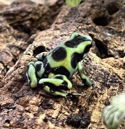 Image 1 of Dart Frogs For Sale Various Species