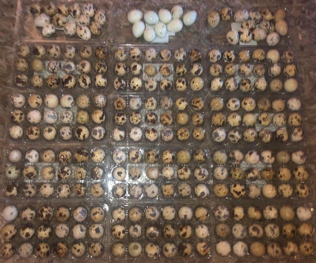 Preview of the first image of QUAIL HATCHING EGGS/4 BREEDS !.