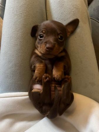 Image 3 of Minature dachshund puppy READY NOW