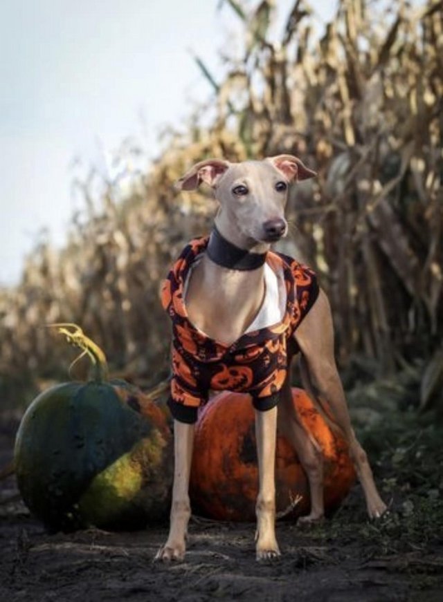 Preview of the first image of ROMEO THE ITALIAN GREYHOUND AVAILABLE FOR STUD DUTIES.