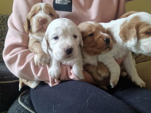 Image 23 of Cocker spaniels. Ready to leave 13th July