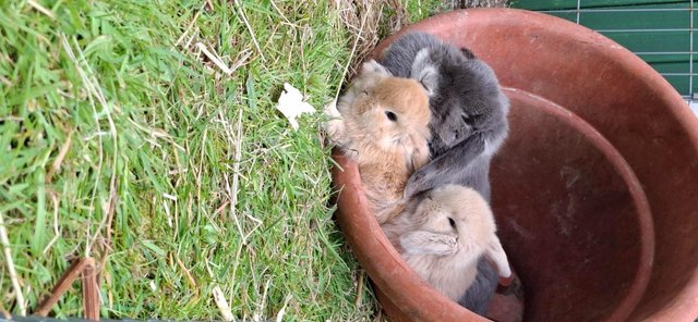 Image 5 of Gorgeous Pure Bred Baby Mini Lop Rabbits For Sale. £60 each