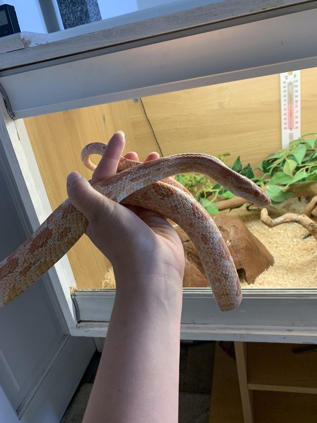 Preview of the first image of Lovely adult corn snake.