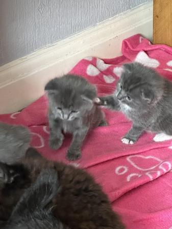 Image 5 of Three beautiful grey coloured kittens