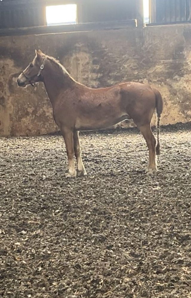 Preview of the first image of 3 year old chestnut gelding for sale.