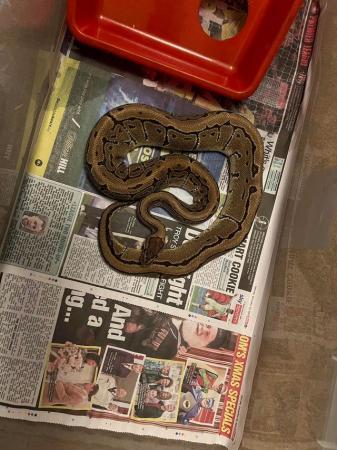 Image 5 of Pinstripe ball python for sale