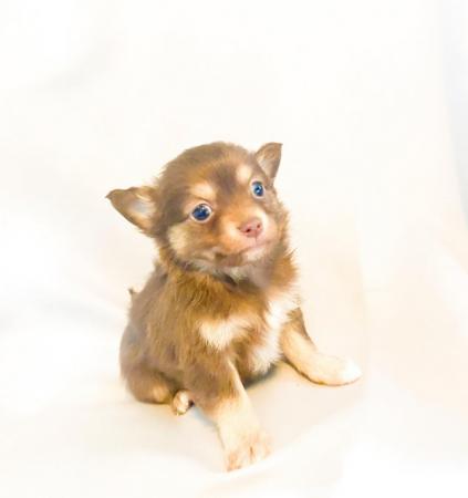 Image 3 of Adorable Kennel Club Registered Chihuahua Puppies