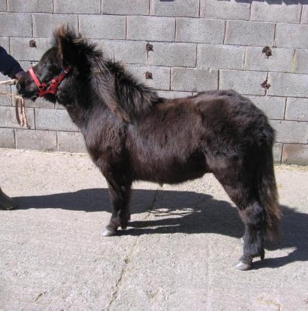 Image 2 of Registered Shetland standard black yearling colt.