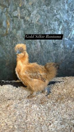 Image 3 of Silkie Bantam hens and various other breeds at point of lay