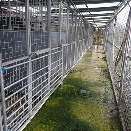 Image 5 of Kennel Block of 14 kennels and runs