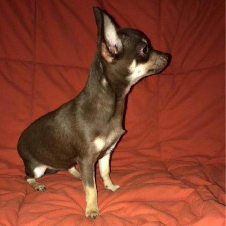 Image 10 of DELILAH - a Delectable, Miniature Chocolate Chihuahua Girl !