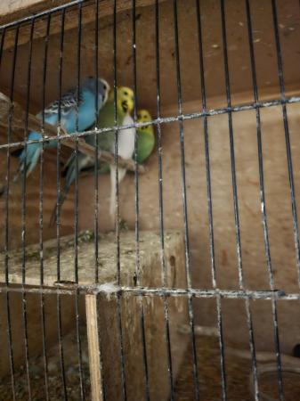 Image 5 of Selling up budgies,zebbies conures