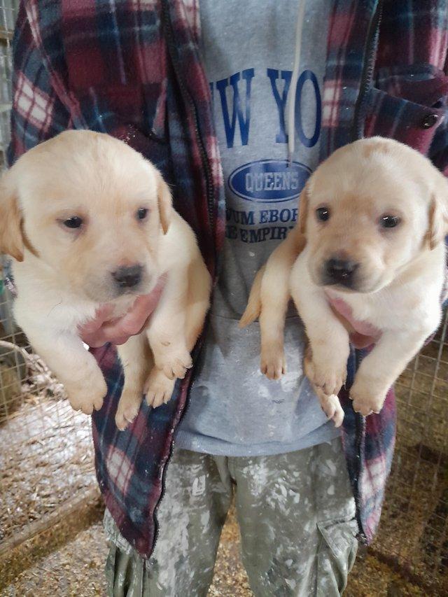 Preview of the first image of Beautiful Labrador puppies looking for forever homes.