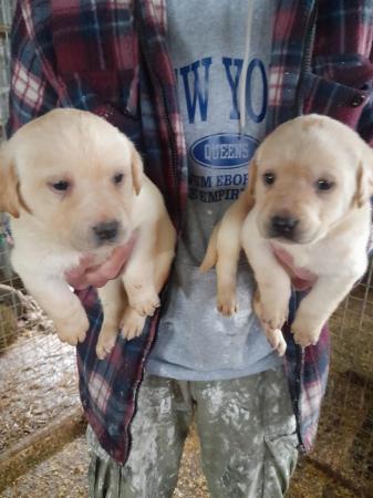 Image 1 of Beautiful Labrador puppies looking for forever homes