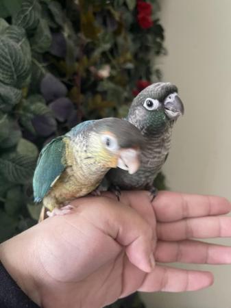 Image 2 of Super Cuddly Tame Baby Conures Ready Now!!