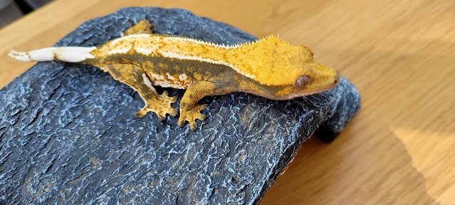 Image 5 of Beautiful Neon Orange Crested Gecko