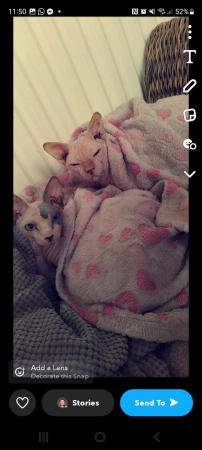 Image 3 of 5 year old male sphynx cat