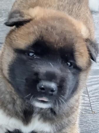 Image 2 of american akita puppies for sale