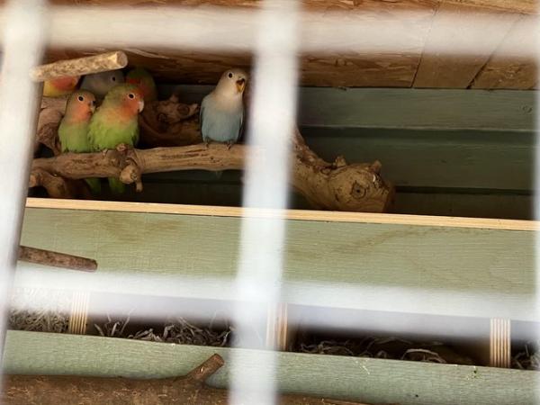 Image 2 of Young peach faced lovebirds for sale