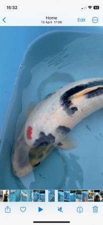 Image 2 of Japanese Koi reared from Fry