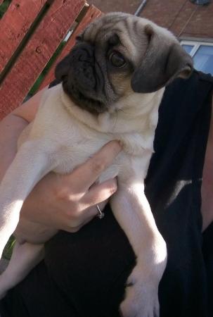 Image 1 of * Last fawn boy available£700 beautiful pug puppy*