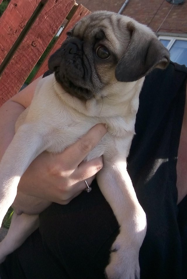 Preview of the first image of * Last fawn boy available£700 beautiful pug puppy*.