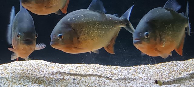 Image 2 of Red belly piranhas fish