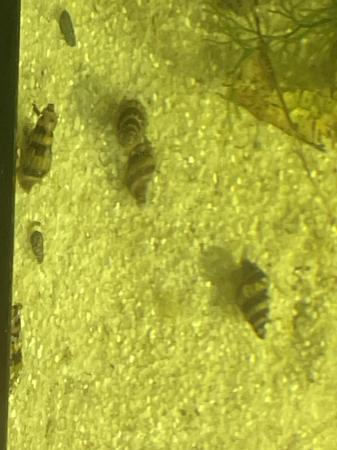 Image 4 of Assassin snails £1.25 each or 10 for £10