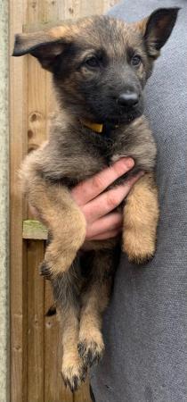 Image 5 of German Shepard puppies looking for there forever homes