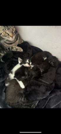 Image 4 of 4 beautiful kittens ready 27th April 2024