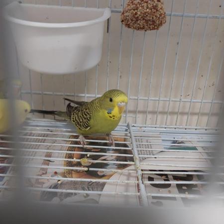 Image 10 of Gorgeous baby budgies for sale