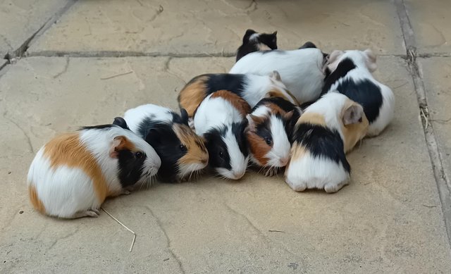 Image 2 of Baby guinea pigs looking for their forever home