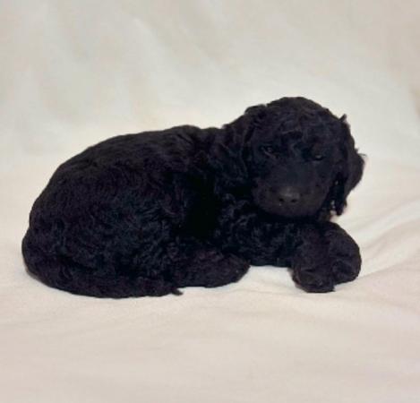 Image 5 of Stunning Cockapoo puppies raised in a family home