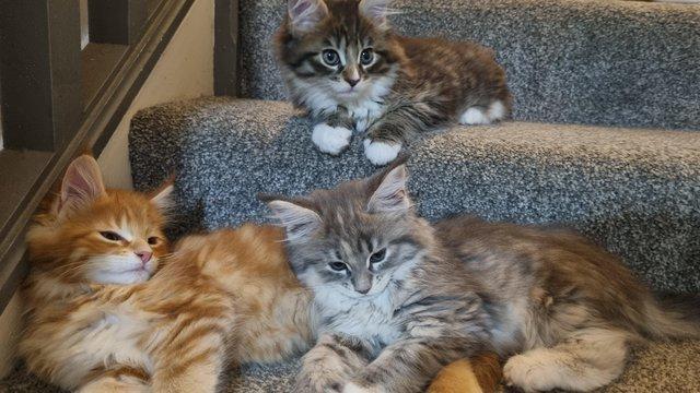 Image 3 of GCCF Pedigree Maine coon Kitten female READY NOW