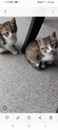 Image 5 of 4 beautiful kittens boys and girls