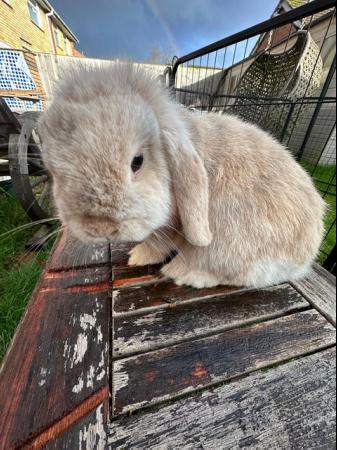 Image 6 of 2 Adult mini lops looking for 5• pet homes .