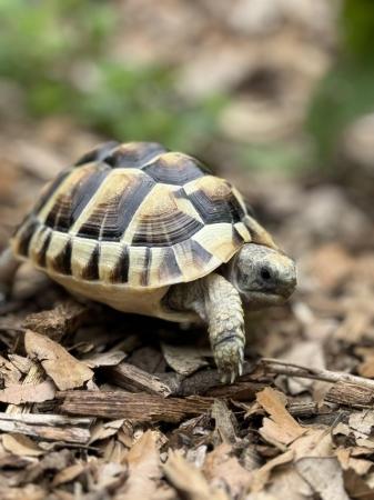 Image 1 of UK Captive Bred Tortoise For Sale Plus Complete Setup