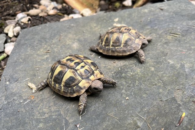 Image 2 of 2023 Hermanns tortoise hatchlings - ONLY 1 left