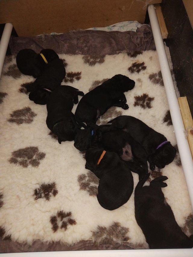 Preview of the first image of Working Labrador Retriever pups.